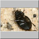 Sphaeridium lunulatum - Dungkugelkaefer 01b 6mm.jpg